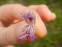 Wen man so alles sieht...Orchis militaris (Helm-Knabenkraut)