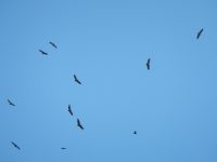 Gänsegeier bei Cornino