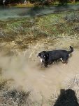 Bootshund Flores zum ersten Mal im Wasser